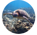 honu